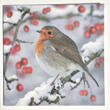 Paper House Robins on Holly Pack Cards