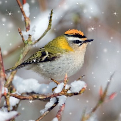 Otter House RSPB Snowy Firecrest Small Square Xmas Cards