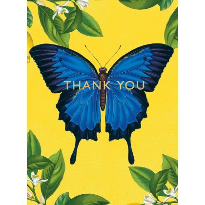 Ulysses Butterfly Pack of 8 Thank You Notecards