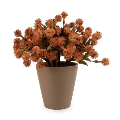 Candlelight 20cm Orange Allium Candlelight 20cm Orange Allium