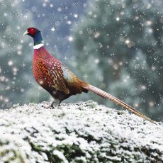 Charity Ringneck Pheasant & Common Pheasant 16 Cards