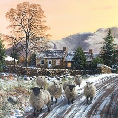 Charity Scafell Nether Wasdale & Feeding the Sheep 16 Cards