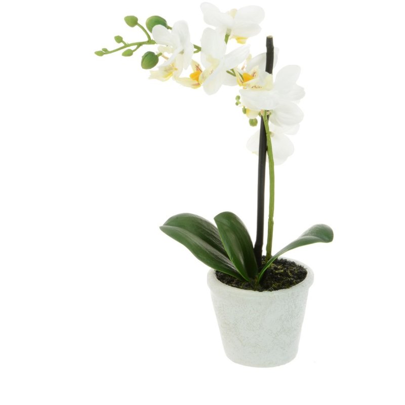 Floralsilk White Phalaenopsis In Pot 25cm