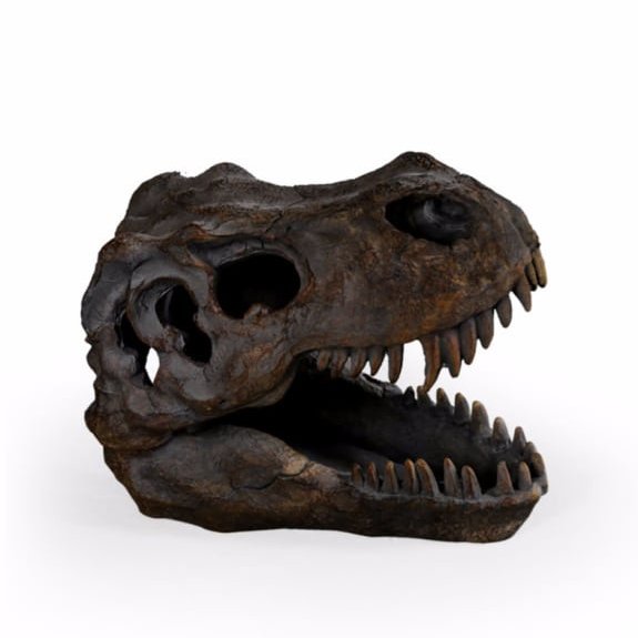 McGowan Rutherford T-Rex Skull Table Decor