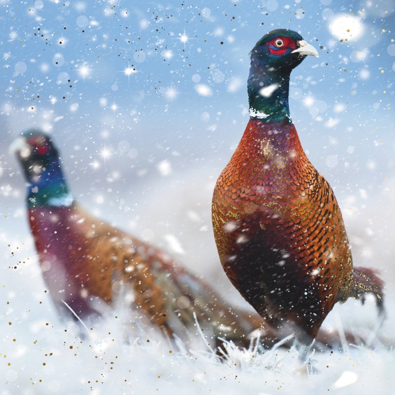 Ringneck Pheasant & Common Pheasant