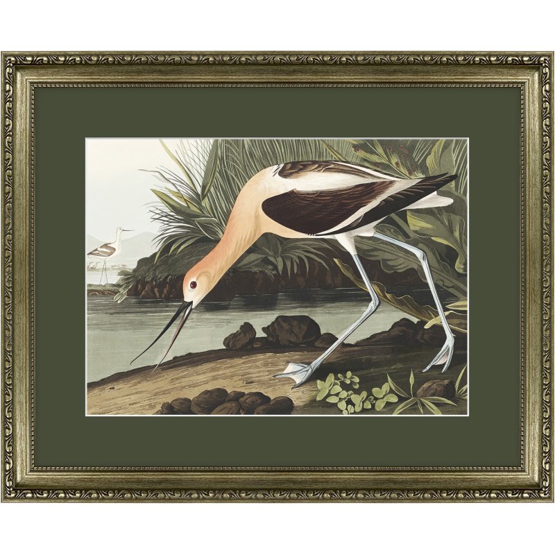 Artko American Avocet