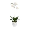 Floralsilk White Phalaenopsis In Pot 45cm