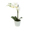 Floralsilk White Phalaenopsis In Pot 25cm