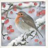 Paper House Robins On Holly Pack Cards