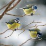 Otter House RSPB Blue Tits On Branches Small Square Xmas Cards design close up