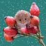 Otter House RSPB Harvest Mouse Small Square Xmas Cards